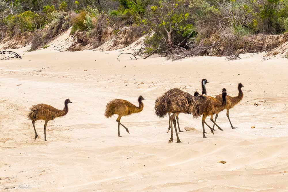 EmusatCoffinBayNationalPark TRACK TRAILER